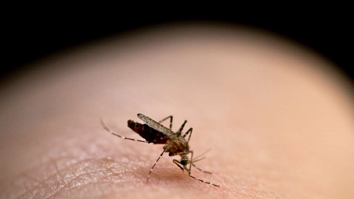 Tips to prevent Malaria while Travelling - The Health Blog - Fidoc